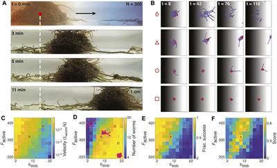  Emergent Collective Locomotion in an Active Polymer Model of Entangled Worm Blobs